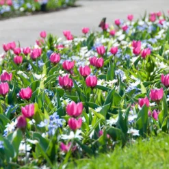 Tulip 'Persian Pearl' -UK Garden Plants Shop tulip persian pearl 3