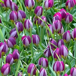 Tulip 'Persian Pearl' -UK Garden Plants Shop tulip persian pearl 4