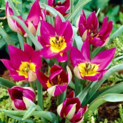 Tulip 'Persian Pearl' -UK Garden Plants Shop tulip persian pearl 5