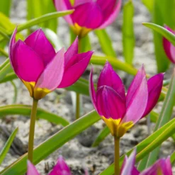 Tulip 'Persian Pearl' -UK Garden Plants Shop tulip persian pearl 6