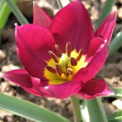 Tulip 'Persian Pearl' -UK Garden Plants Shop tulip persian pearl 7