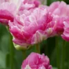 Tulip 'Pink Size' -UK Garden Plants Shop tulip pink size 0