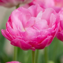 Tulip 'Pink Size' -UK Garden Plants Shop tulip pink size 1