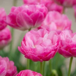 Tulip 'Pink Size' -UK Garden Plants Shop tulip pink size 2 scaled
