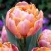 Tulip 'Pink Star' 2 Tulip 'Pink Star' -UK Garden Plants Shop tulip pink star 0 95c2c7f6 297b 4473 8c6a c2b4c9205571