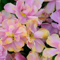 Tulip 'Pink Star' -UK Garden Plants Shop tulip pink star 1 scaled