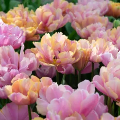 Tulip 'Pink Star' -UK Garden Plants Shop tulip pink star 3