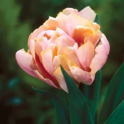 Tulip 'Pink Star' -UK Garden Plants Shop tulip pink star 6
