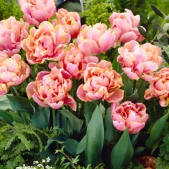 Tulip 'Pink Star' -UK Garden Plants Shop tulip pink star 7