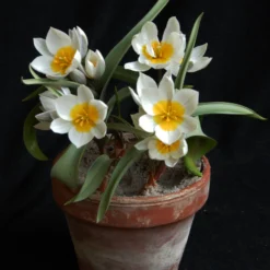 Tulip 'Polychroma' -UK Garden Plants Shop tulip polychroma 2