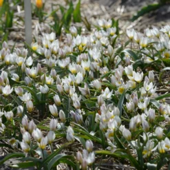 Tulip 'Polychroma' -UK Garden Plants Shop tulip polychroma 3 scaled