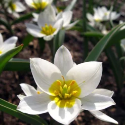 Tulip 'Polychroma' -UK Garden Plants Shop tulip polychroma 5