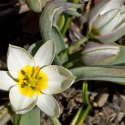 Tulip 'Polychroma' -UK Garden Plants Shop tulip polychroma 6