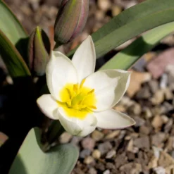 Tulip 'Polychroma' -UK Garden Plants Shop tulip polychroma 7 scaled