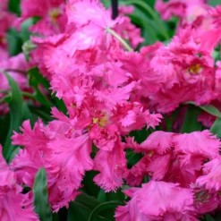 Tulip 'Power Parrot' -UK Garden Plants Shop tulip power parrot 3 scaled