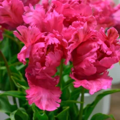 Tulip 'Power Parrot' -UK Garden Plants Shop tulip power parrot 4 scaled