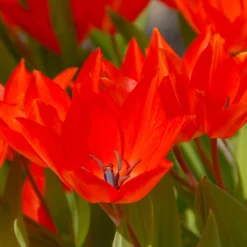 Tulip Praestans 'Fusilier' 13 Tulip Praestans 'Fusilier' -UK Garden Plants Shop tulip praestans fuselier 1