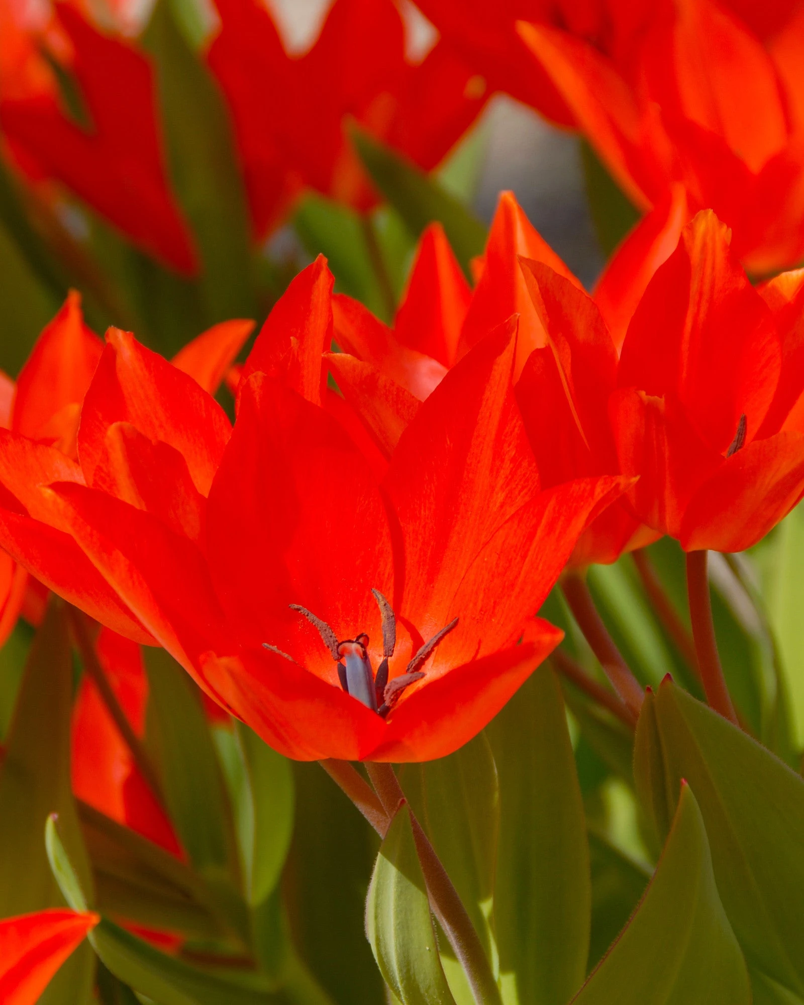 Tulip Praestans 'Fusilier' 5 Tulip Praestans 'Fusilier' - Image 3