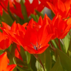 Tulip Praestans 'Fusilier' 16 Tulip Praestans 'Fusilier' -UK Garden Plants Shop tulip praestans fuselier 2