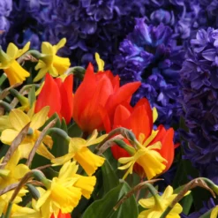 Tulip Praestans 'Fusilier' 17 Tulip Praestans 'Fusilier' -UK Garden Plants Shop tulip praestans fuselier 3