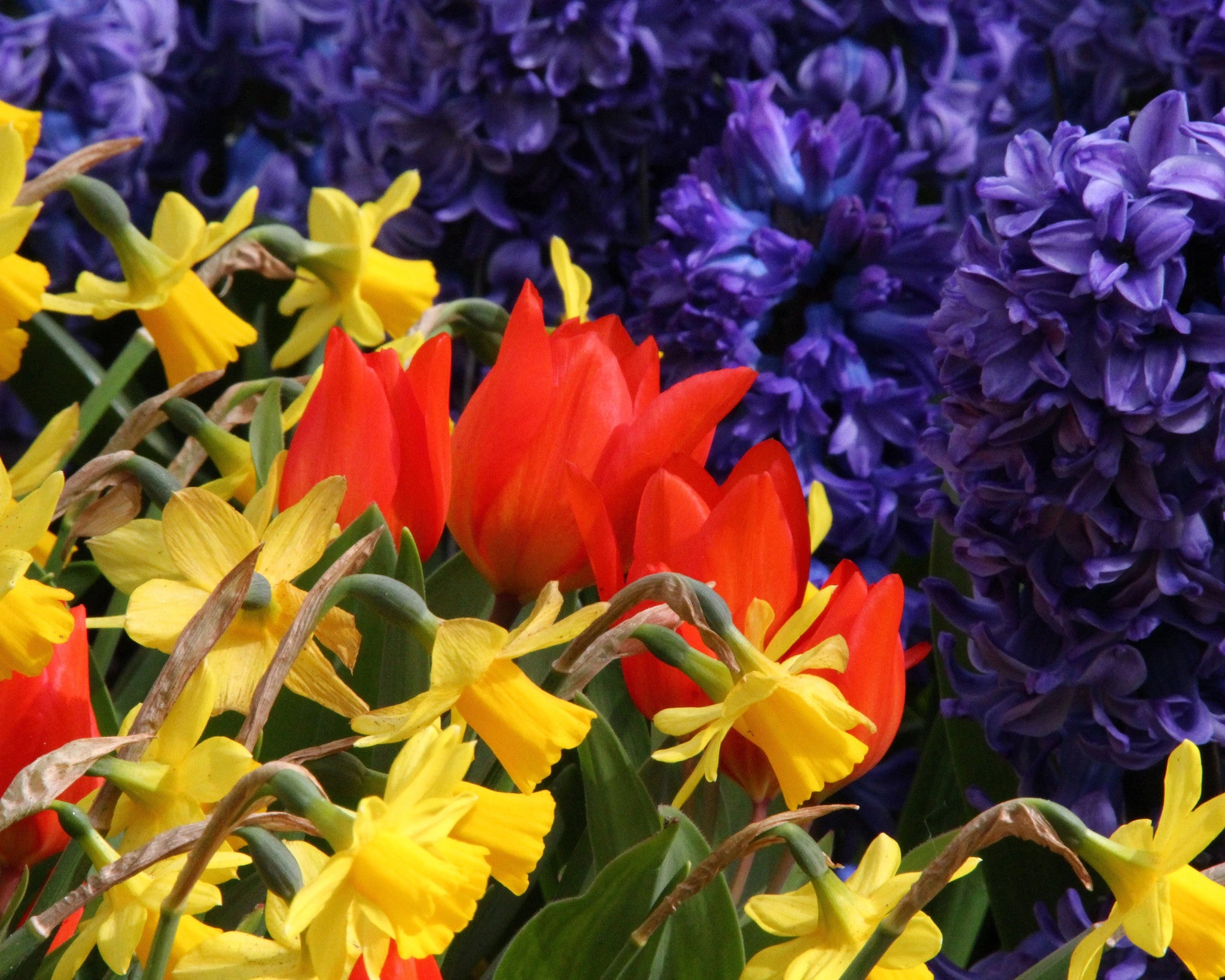 Tulip Praestans 'Fusilier' 9 Tulip Praestans 'Fusilier' - Image 7