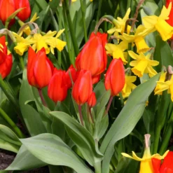 Tulip Praestans 'Fusilier' 15 Tulip Praestans 'Fusilier' -UK Garden Plants Shop tulip praestans fuselier 4