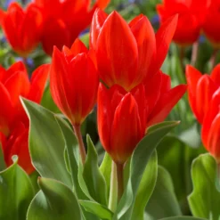 Tulip Praestans 'Fusilier' 12 Tulip Praestans 'Fusilier' -UK Garden Plants Shop tulip praestans fusilier 00