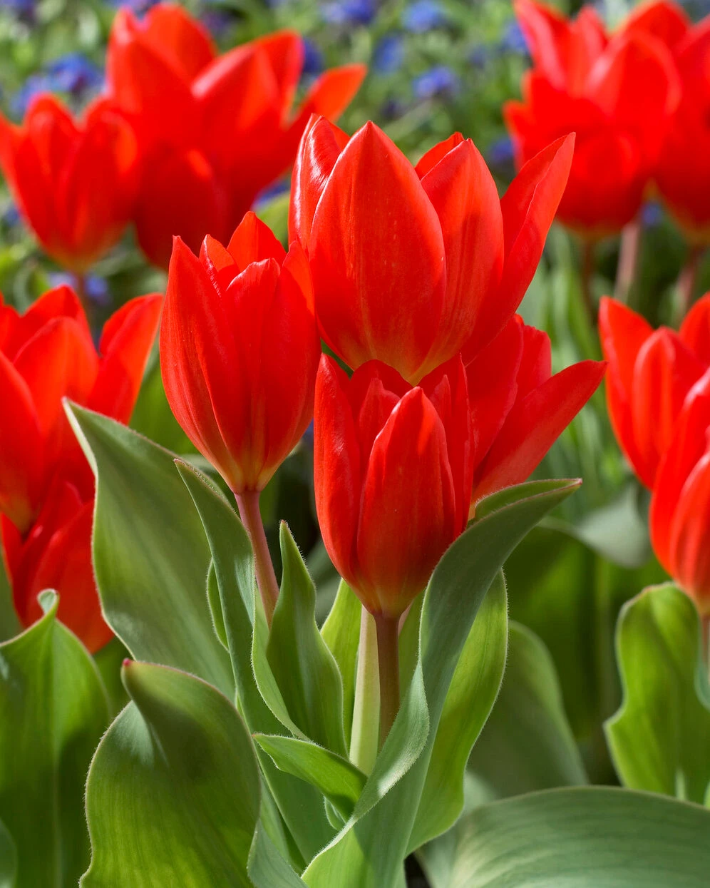 Tulip Praestans 'Fusilier' 4 Tulip Praestans 'Fusilier' - Image 2