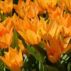 Tulip Praestans 'Shogun' 19 Tulip Praestans 'Shogun' -UK Garden Plants Shop tulip praestans shogun 1 scaled