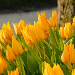 Tulip Praestans 'Shogun' 14 Tulip Praestans 'Shogun' -UK Garden Plants Shop tulip praestans shogun 2 scaled