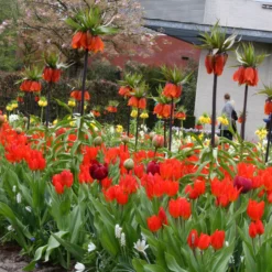 Tulip Praestans 'Fusilier' 19 Tulip Praestans 'Fusilier' -UK Garden Plants Shop tulip praestans unicum 1 7b2276bc 9f0a 4244 9130 0f6ce167f22c