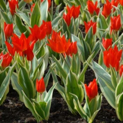 Tulip Praestans 'Unicum' -UK Garden Plants Shop tulip praestans unicum 3
