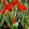 Tulip Praestans 'Unicum' -UK Garden Plants Shop tulip praestans unicum 5