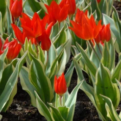 Tulip Praestans 'Unicum'