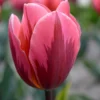 Tulip 'Pretty Princess' -UK Garden Plants Shop tulip pretty princess 1 2