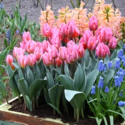 Tulip 'Pretty Princess' -UK Garden Plants Shop tulip pretty princess 1 36350085 38fb 4e81 9b07 506c61aee074