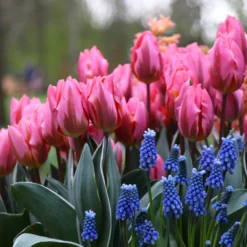 Tulip 'Pretty Princess' -UK Garden Plants Shop tulip pretty princess 2 59509340 ef09 4657 bd55 ee1ce6146b65