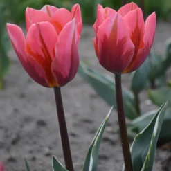 Tulip 'Pretty Princess' -UK Garden Plants Shop tulip pretty princess 4