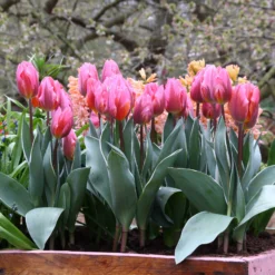 Tulip 'Pretty Princess' -UK Garden Plants Shop tulip pretty princess 5 aa3128c6 c99c 467f 90a7 38c601640077