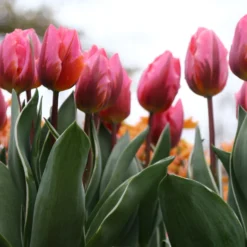 Tulip 'Pretty Princess' -UK Garden Plants Shop tulip pretty princess 6