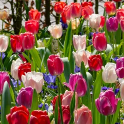 UK Garden Plants Shop -UK Garden Plants Shop tulip pride mix 7 scaled