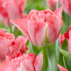 Tulip 'Princess Angelique' 7 Tulip 'Princess Angelique' -UK Garden Plants Shop tulip princess angelique 1