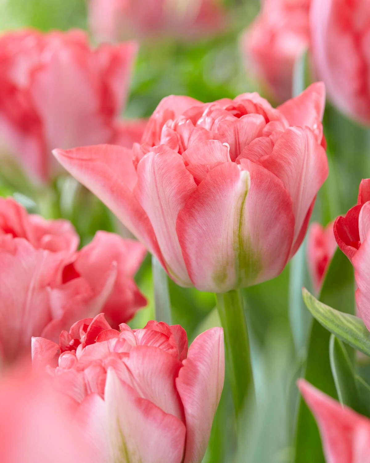 Tulip 'Princess Angelique' 4 Tulip 'Princess Angelique' - Image 2