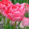 Tulip 'Princess Angelique' -UK Garden Plants Shop tulip princess angelique 3 scaled