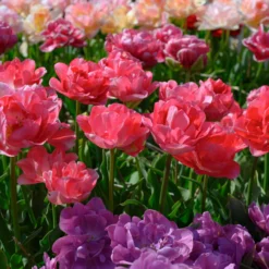 Tulip 'Princess Angelique' 9 Tulip 'Princess Angelique' -UK Garden Plants Shop tulip princess angelique 4 scaled