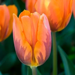 Tulip Collection 'Rembrandt's Strokes' -UK Garden Plants Shop tulip princess irene 00 4d4ea96d c20b 4ae2 8b58 4508ef3516db scaled