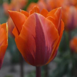 Tulip 'Princess Irene' -UK Garden Plants Shop tulip princess irene 1