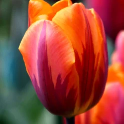 Tulip 'Princess Irene' -UK Garden Plants Shop tulip princess irene 1 1644278f 26fa 435b 8f98 6558431e5d9c