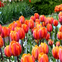 Tulip 'Princess Irene' -UK Garden Plants Shop tulip princess irene 2 f6bd37a1 eb06 488e 924d 1aa0a7252805