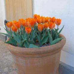 Tulip 'Princess Irene' -UK Garden Plants Shop tulip princess irene 3